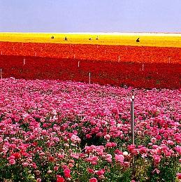 《宣誓》不再强制使用性别代词 DEI总监已经怂了